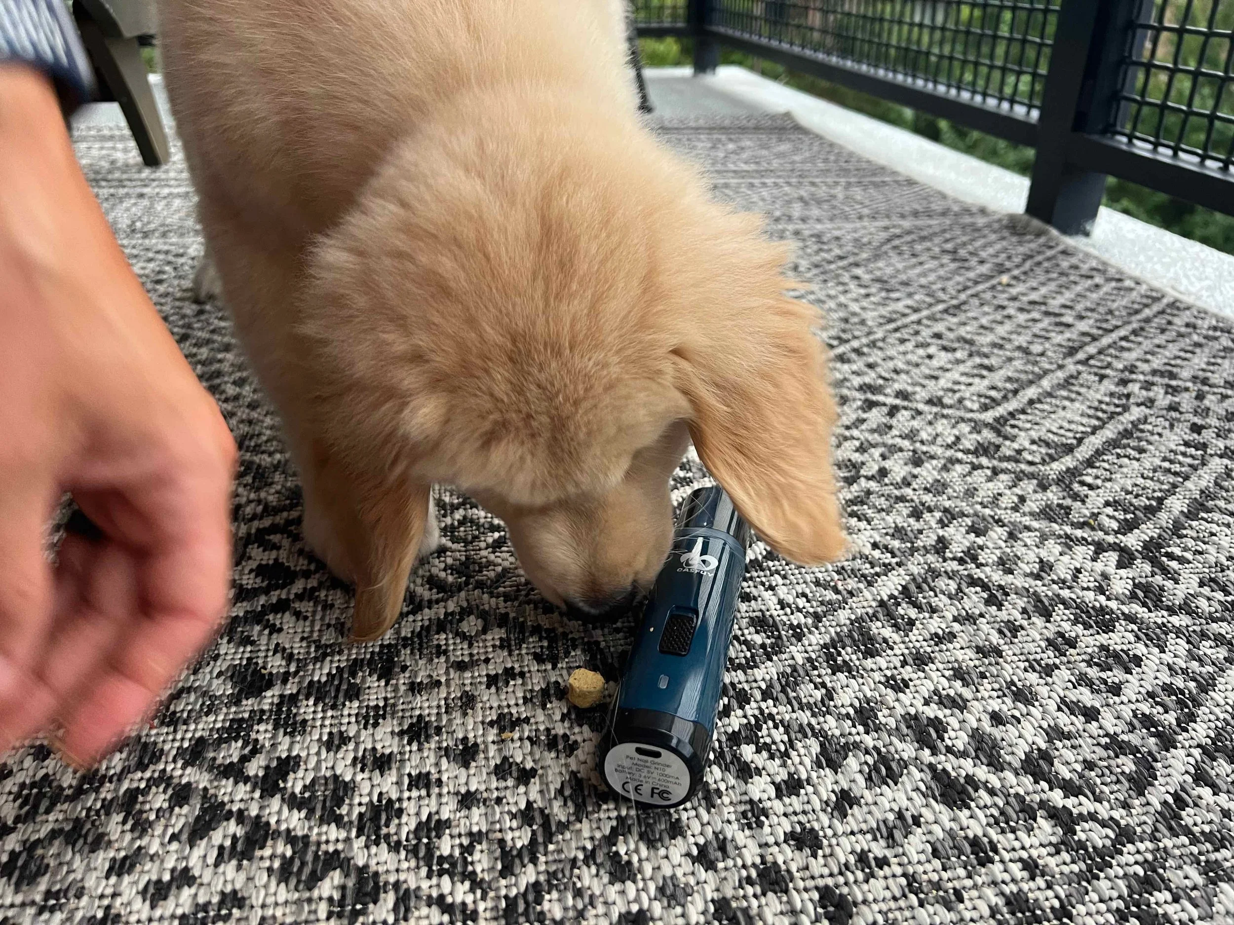 DIY Nail Trimming for Dogs A Step by Step Guide with Positive Reinforcement Golden Retriever Life